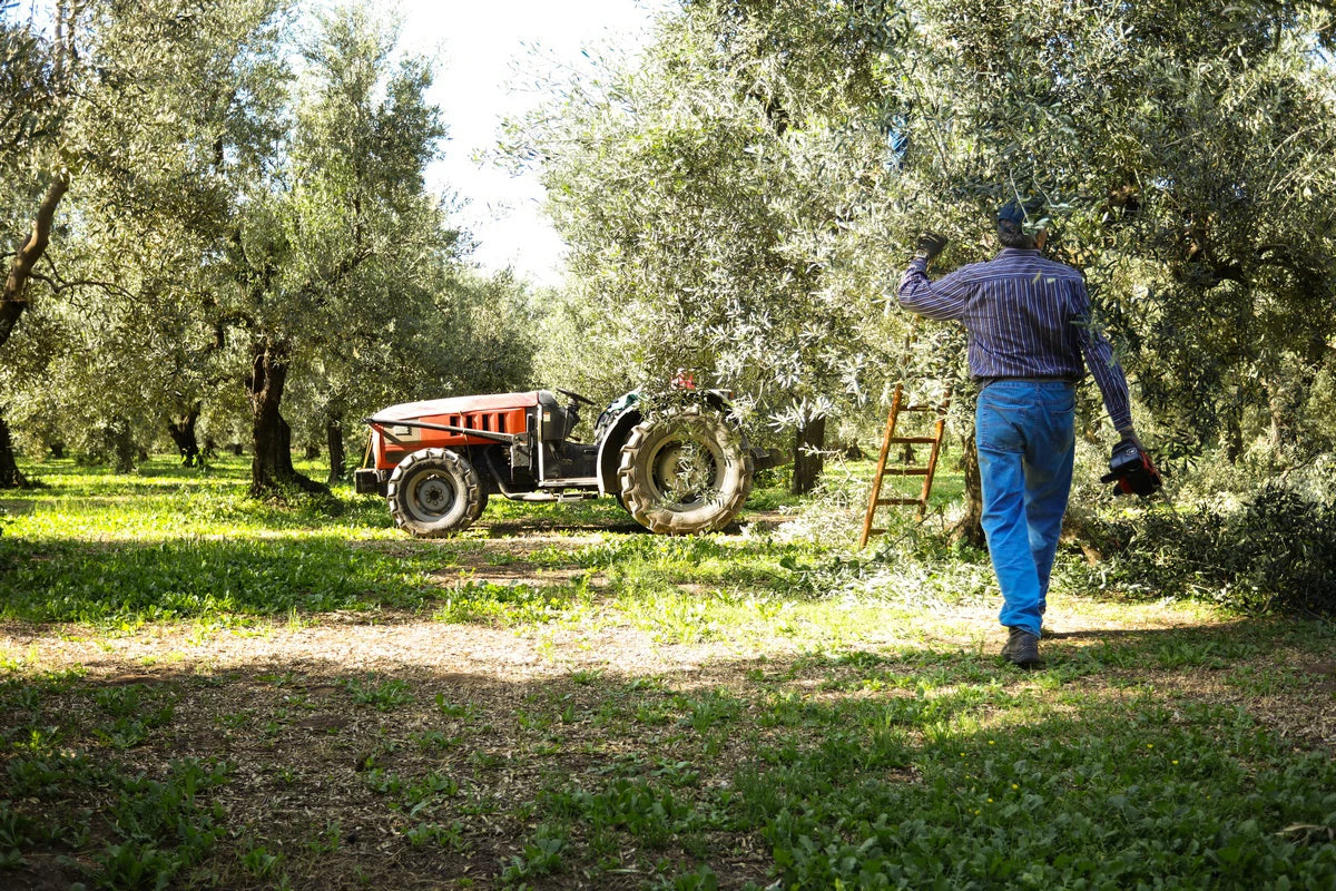 Huile d'Olives des Pouilles non filtrée 0.5L